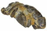 Fossil Mud Lobster (Thalassina) - Australia #109294-1